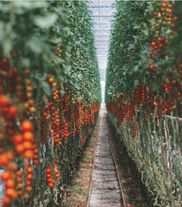 'Cryptomatoes' Using Excess Mining Heat to Grow Produce 'Cryptomatoes' Using Excess Mining Heat to Grow Produce