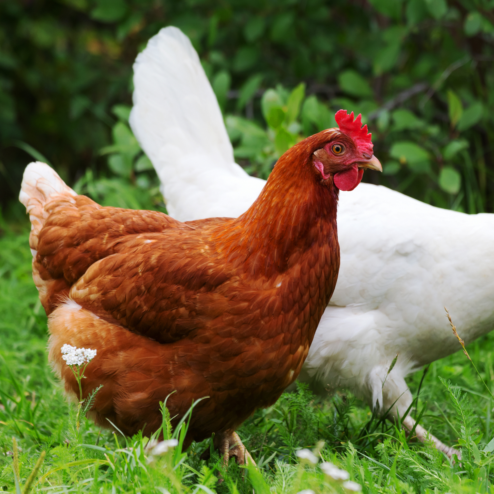 This Chicken Coop Feeder Is Powered by Bitcoin Cash Payments in Real Time