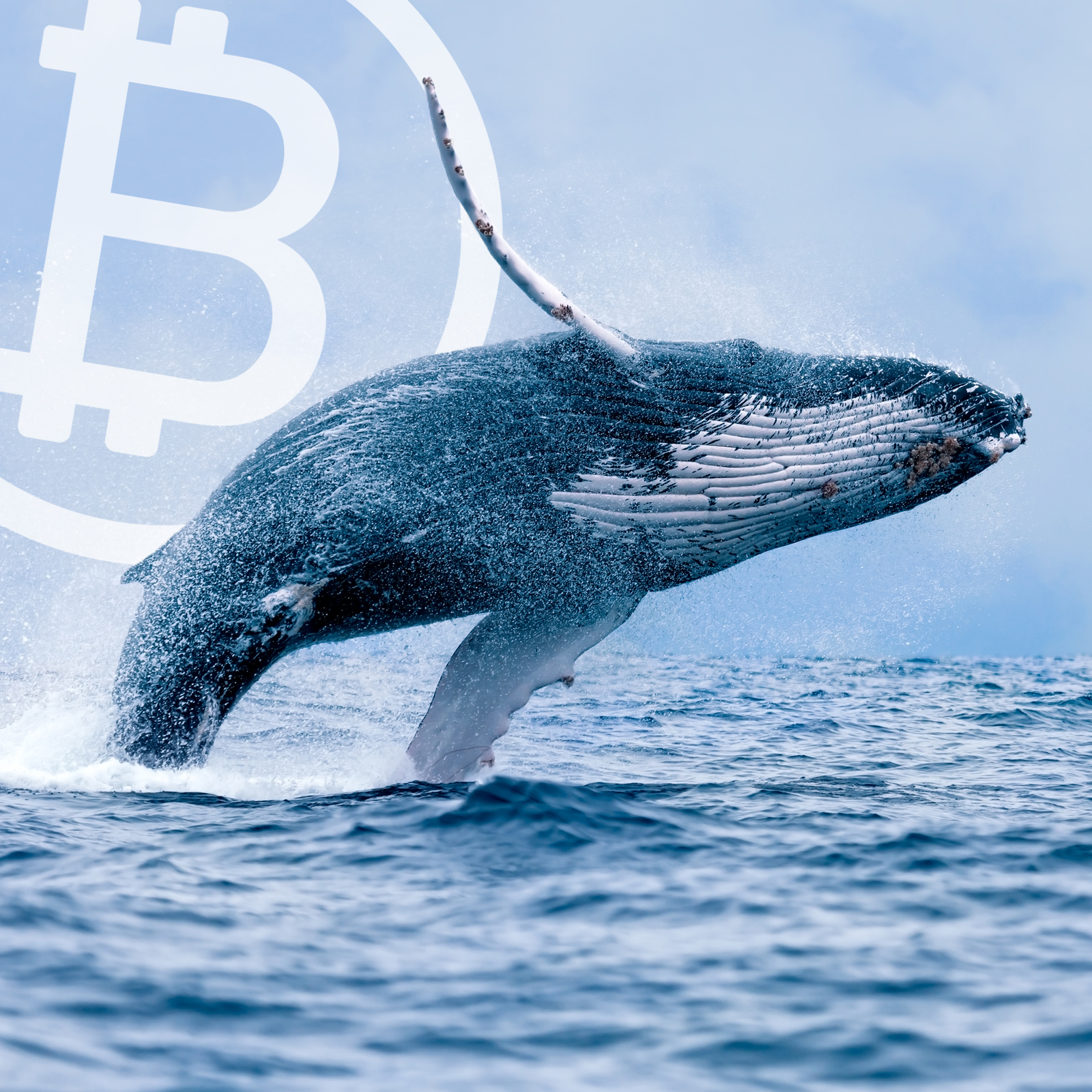 Bitcoin Whales and the Rise of Crypto-Fueled OTC Desks in 2018