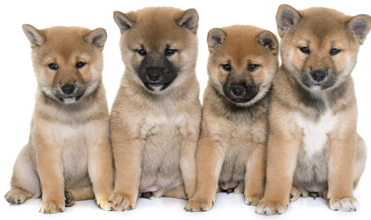 248% Weekly Gains — Baby Doge Coin Continues to Rally While Most Crypto Asset Markets Slump 248% Weekly Gains — Baby Doge Coin Continues to Rally While Most Crypto Asset Markets Slump