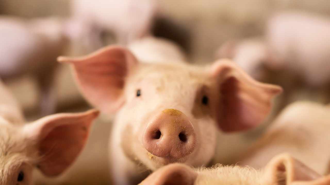 US Seizes Domains Used in 'Pig Butchering' Crypto Scam