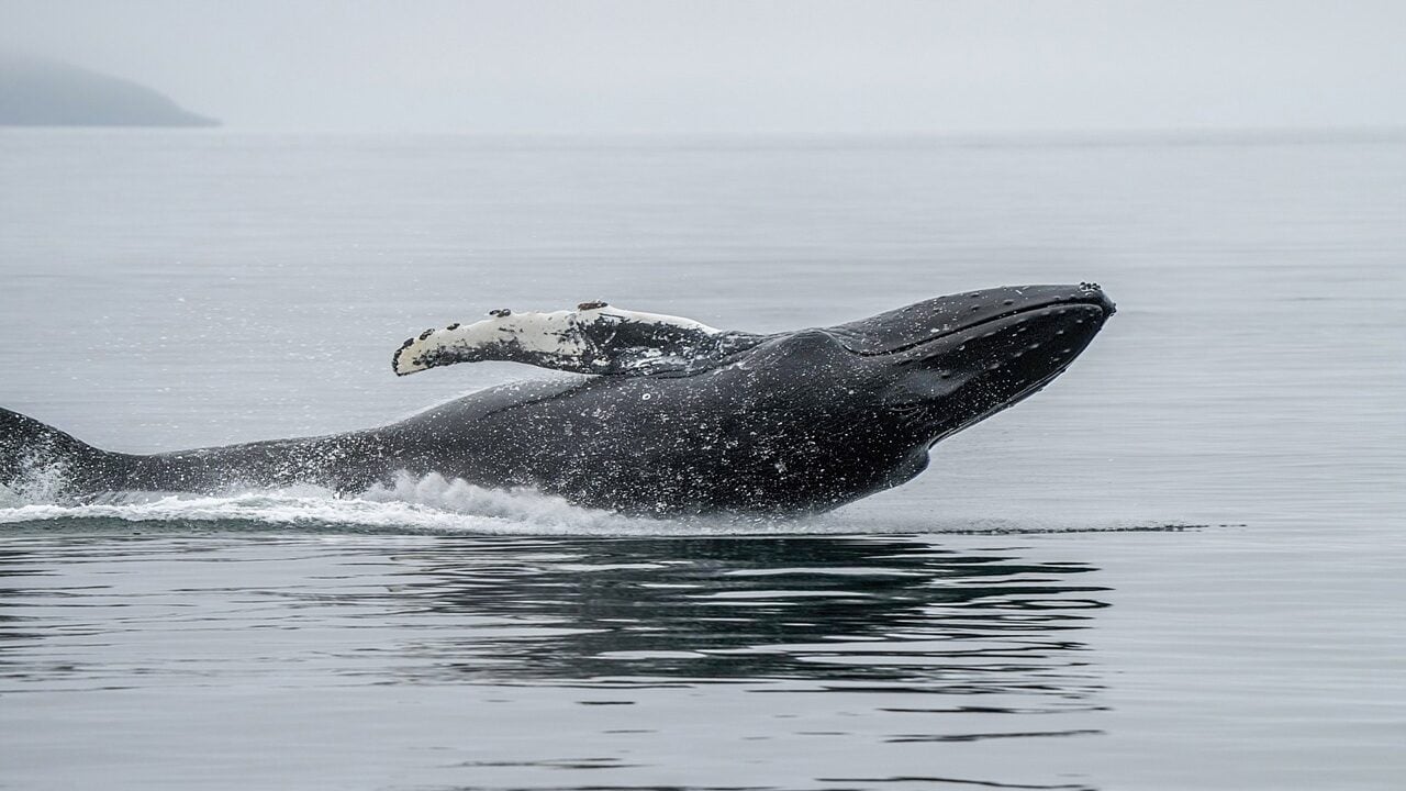 Image of a whale in its natural habitat.