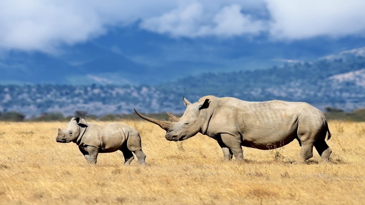 Safaricom and Chainalysis Trace Illicit Payment Flows as Poaching Rings Adapt
