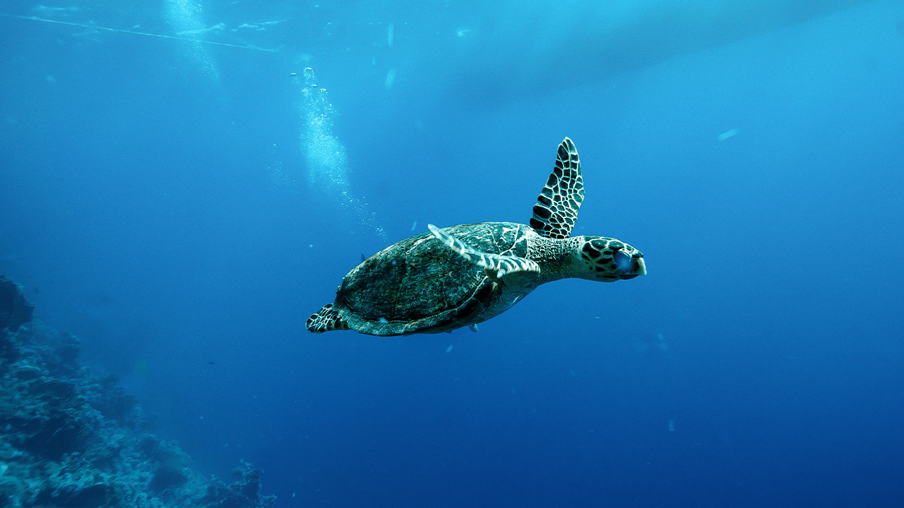 Turtle swimming in water.
